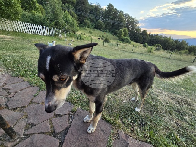 Програма за овладяване популацията на безстопанствените кучета приеха съветниците в Мизия 