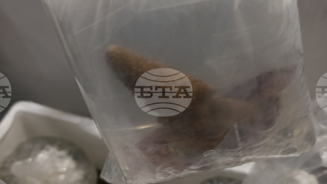 Първи случай на разкриване на нелегален пренос на живи корали през пункта „Капитан Андреево“, регистрираха митническите власти