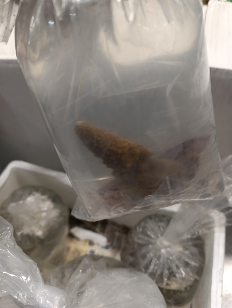 Първи случай на разкриване на нелегален пренос на живи корали през пункта „Капитан Андреево“, регистрираха митническите власти