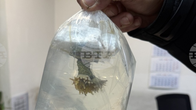 Bulgarian Customs Seize Live Corals in First-Ever Case at Kapitan Andreevo Border Crossing