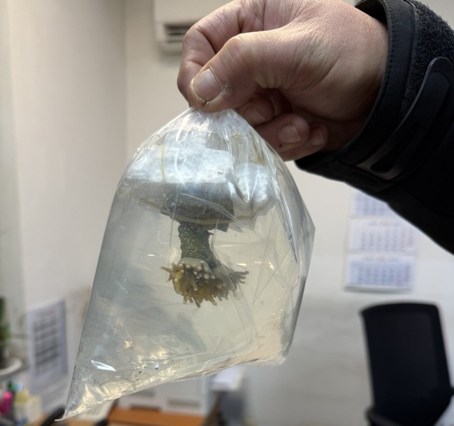 Bulgarian Customs Seize Live Corals in First-Ever Case at Kapitan Andreevo Border Crossing