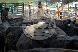 Social Disconnection