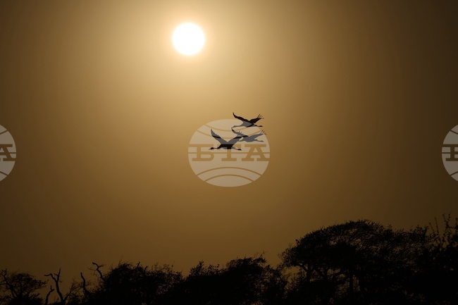 APTOPIX Climate Saving Cranes Habitat