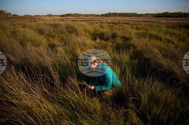 Climate Saving Cranes Habitat