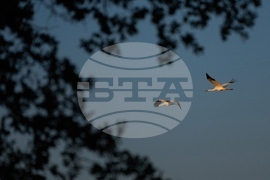 Climate Saving Cranes Habitat