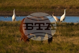 Climate Saving Cranes Habitat