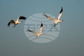 Climate Saving Cranes Habitat