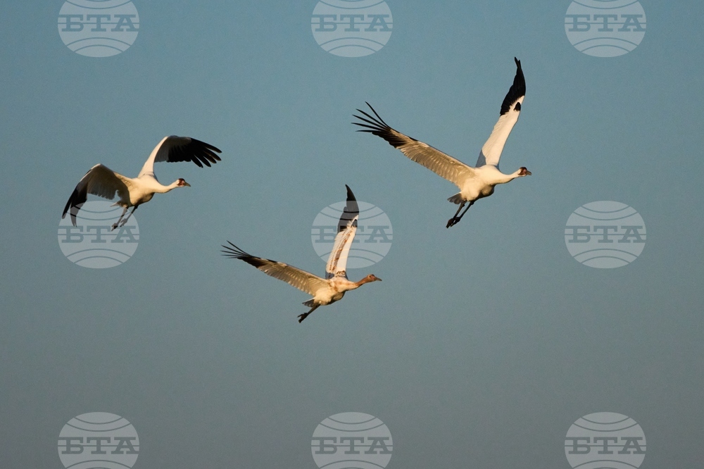 Climate Saving Cranes Habitat