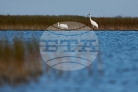 Climate Saving Cranes Habitat