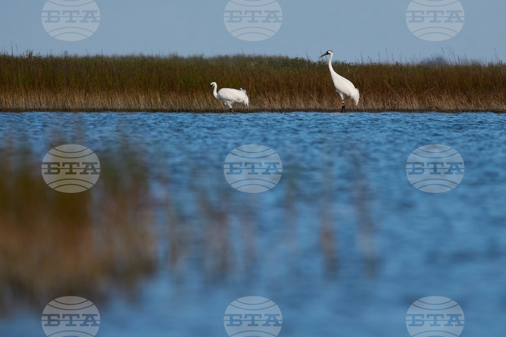 Climate Saving Cranes Habitat