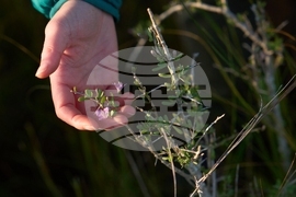 Climate Saving Cranes Habitat