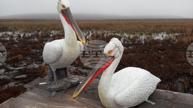 Два макета на къдроглави пеликани са поставени на платформа в резервата „Сребърна“