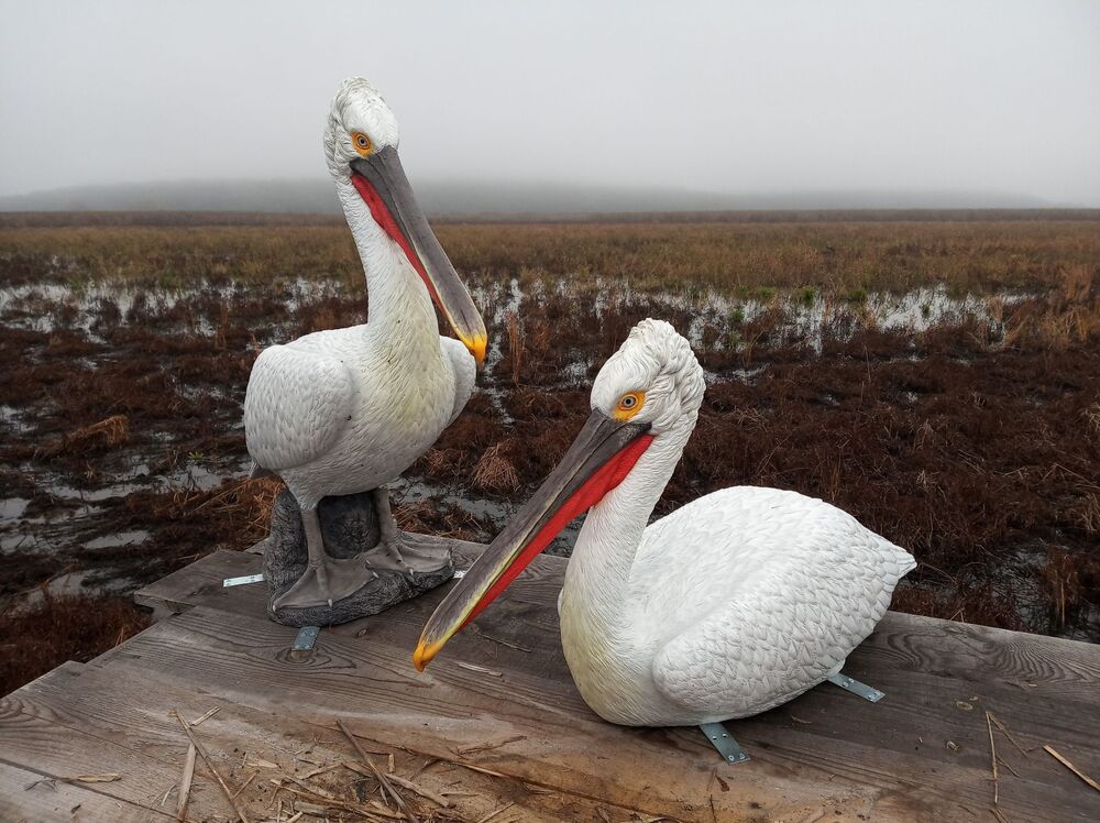 Два макета на къдроглави пеликани са поставени на платформа в резервата „Сребърна“