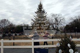 Washington Christmas Tree