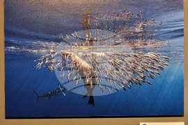 Варна - Четвърти международен салон за подводна фотография „Протей“