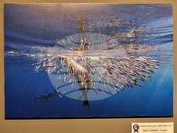 Варна - Четвърти международен салон за подводна фотография „Протей“