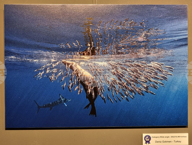 Варна - Четвърти международен салон за подводна фотография „Протей“