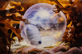 Варна - Четвърти международен салон за подводна фотография „Протей“