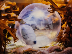 Варна - Четвърти международен салон за подводна фотография „Протей“