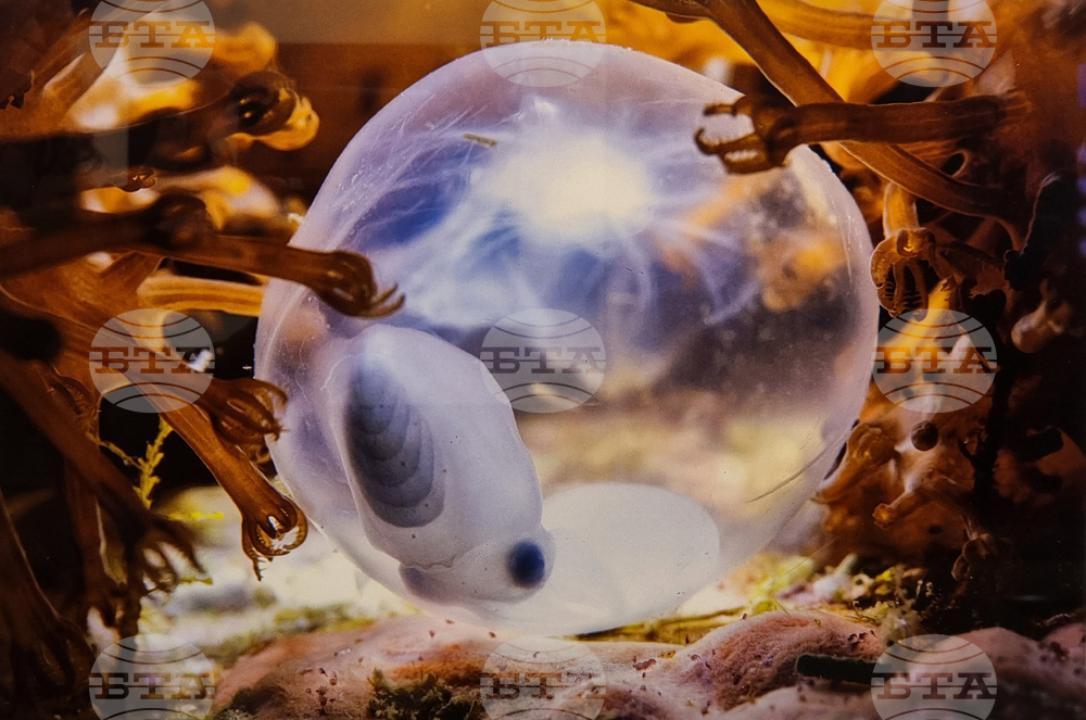 Варна - Четвърти международен салон за подводна фотография „Протей“