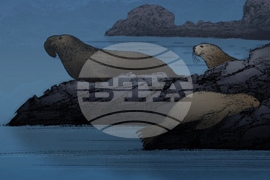 SCI--Extreme Animal Sleep