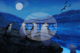 SCI--Extreme Animal Sleep