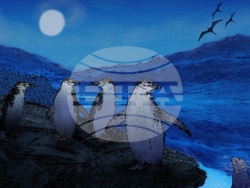 SCI--Extreme Animal Sleep