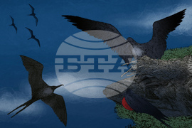 SCI--Extreme Animal Sleep