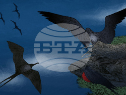 SCI--Extreme Animal Sleep