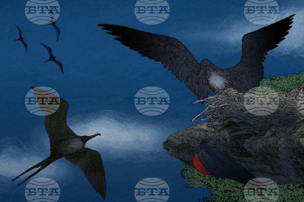 SCI--Extreme Animal Sleep