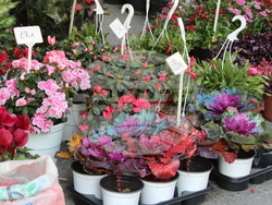 Гърция - фермерски пазари - продукти