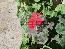 Троян - махала „Баба Стана“