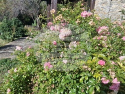 Троян - махала „Баба Стана“