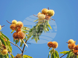 Архив - Беласица - природен парк