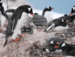 Climate Antarctica Photo Gallery