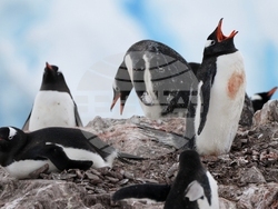 Climate Antarctica Photo Gallery