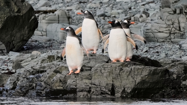 Антарктида, едно от най-отдалечените места на Земята, кипи от живот