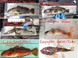 Снимка: Елка Василева, Български антарктически институт