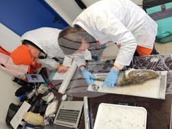 Снимка: Елка Василева, Български антарктически институт