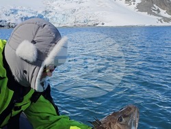 Снимка: Елка Василева, Български антарктически институт