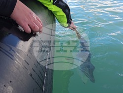 Снимка: Елка Василева, Български антарктически институт