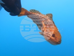 Снимка: Елка Василева, Български антарктически институт