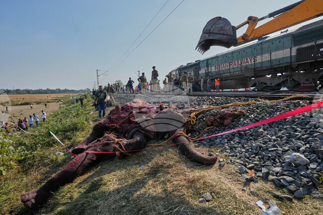 India Wild Elephant Killed