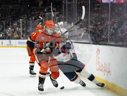 Blue Jackets Ducks Hockey