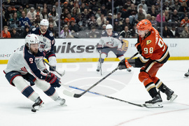 Blue Jackets Ducks Hockey