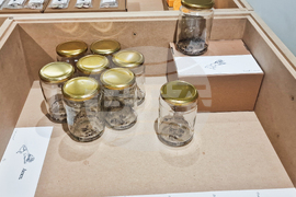 Яра Бубнова - изложба - лев