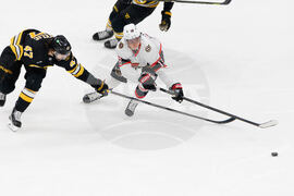 Senators Bruins Hockey