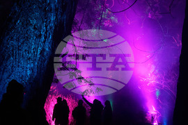 Botanical Garden Holiday Lights