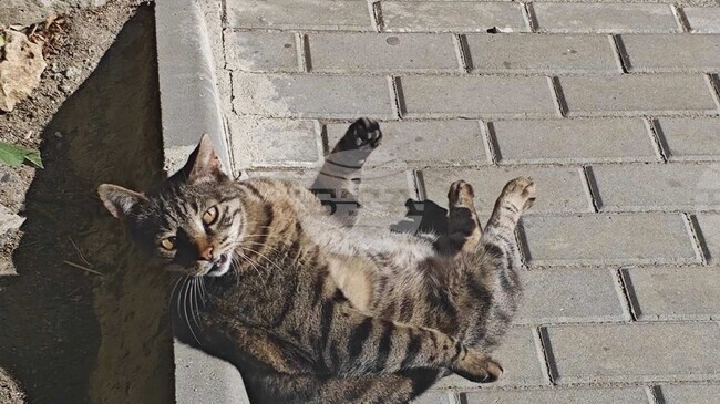 Община Варна сключи договори за кастрация на улични котки с три ветеринарни клиники