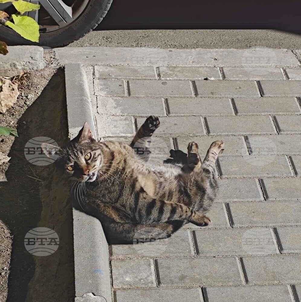 Община Варна сключи договори за кастрация на улични котки с три ветеринарни клиники